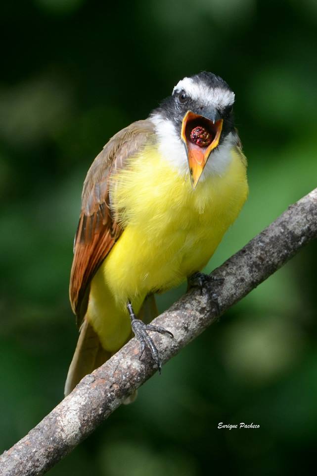 Birds of Monteverde