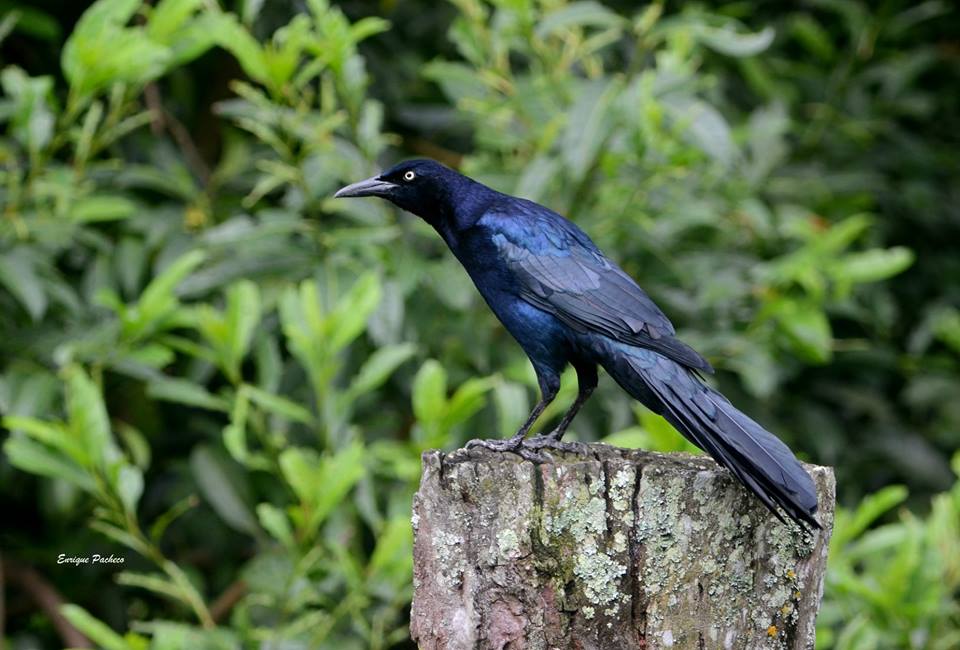 Birds of Costa Rica Zanate