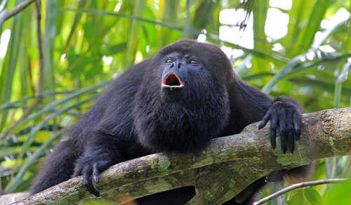 Animal Legends of Costa Rica - Monteverde Birdwatching and Nature Tours