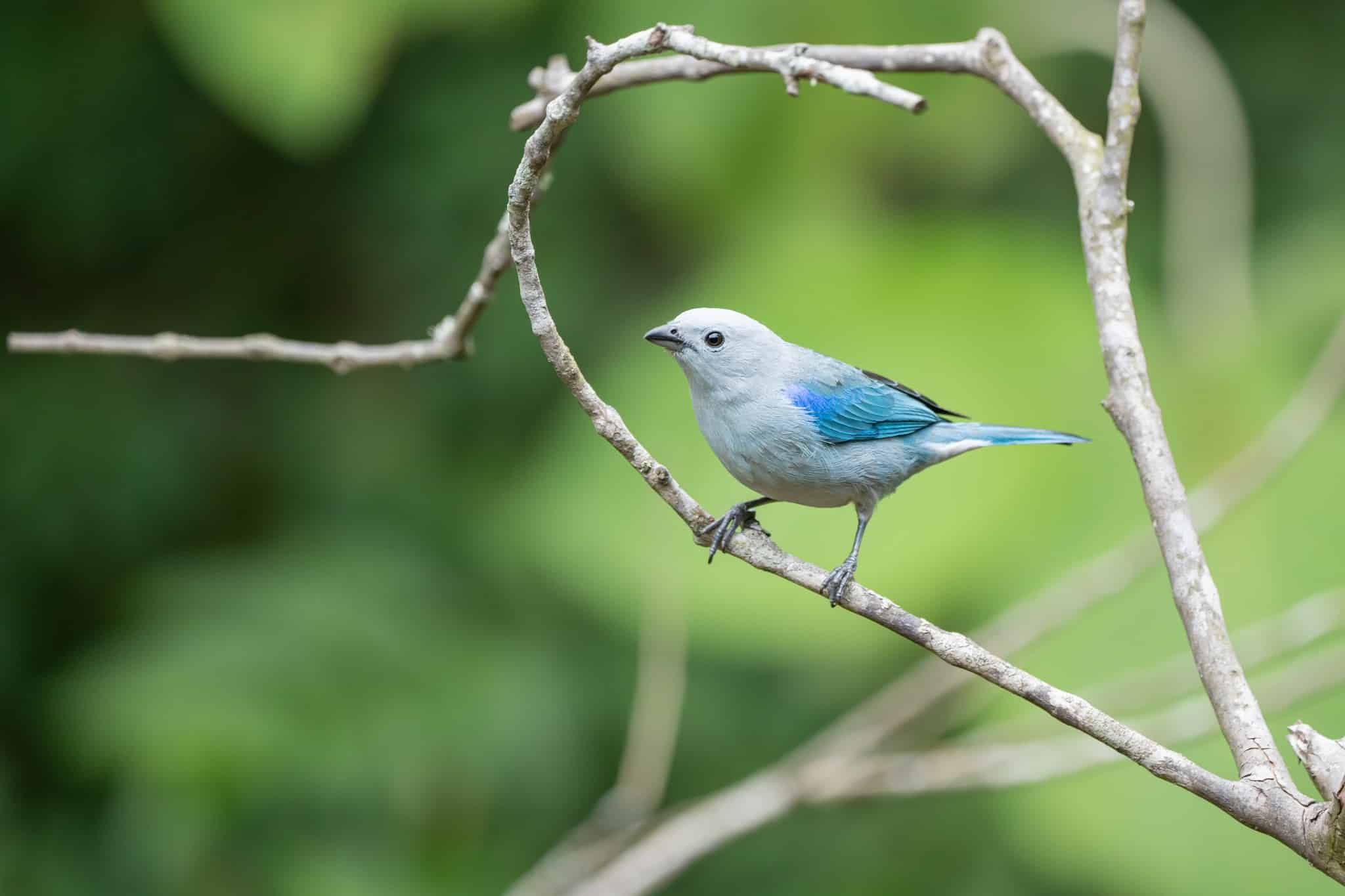 Bluegray Tanager Monteverde Birdwatching and Nature Tours