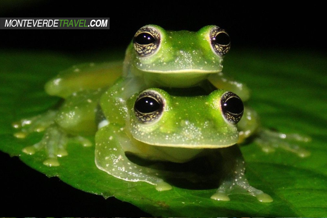 Glass Frogs - Monteverde Birdwatching and Nature Tours