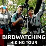 Birdwatching Tour Monteverde