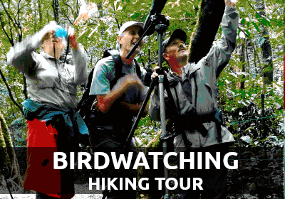 Birdwatching Tour Monteverde