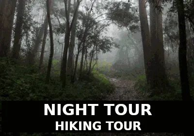 Night Tour Monteverde Cloud Forest
