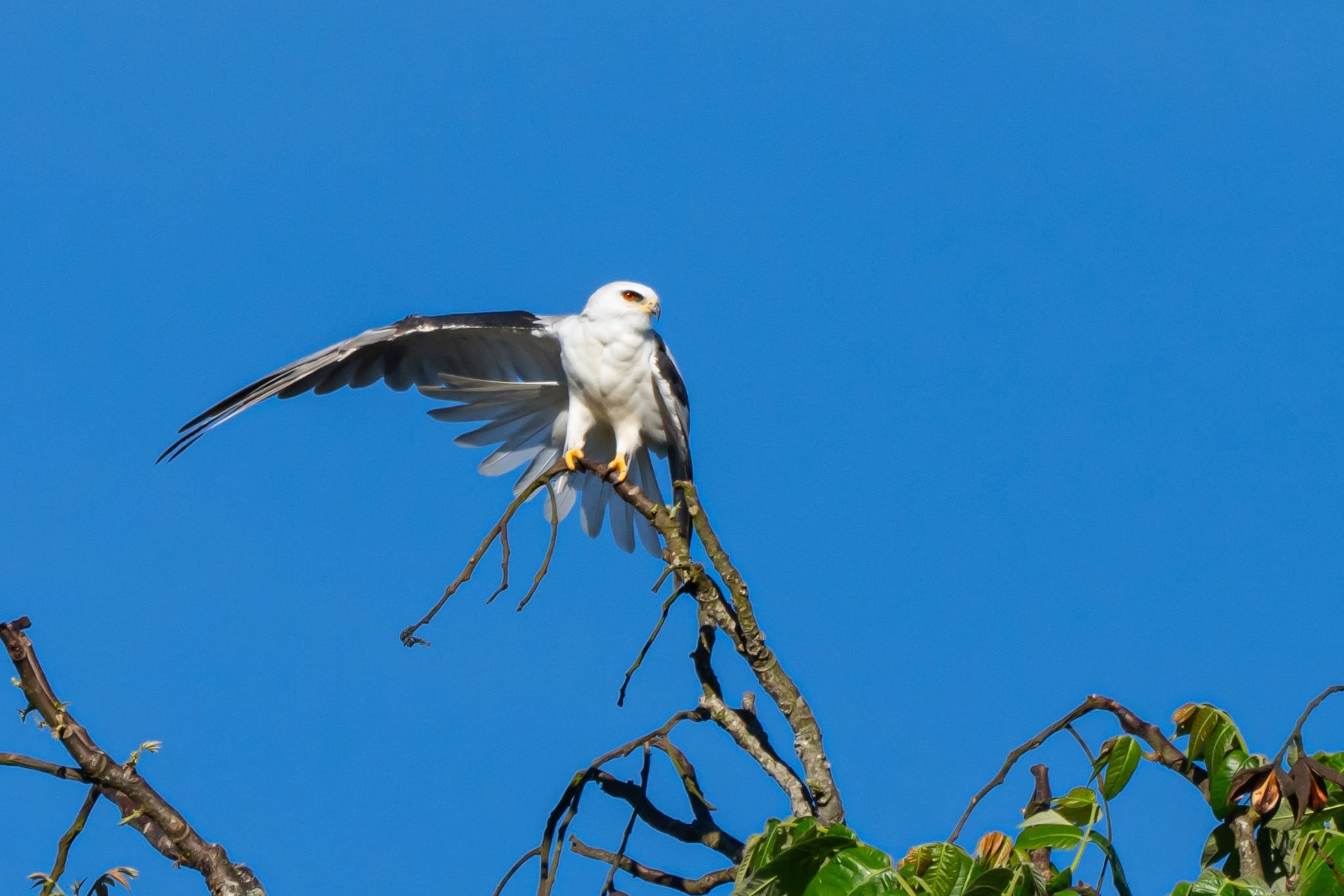  White-tailed Kite Monteverde Birdwatching