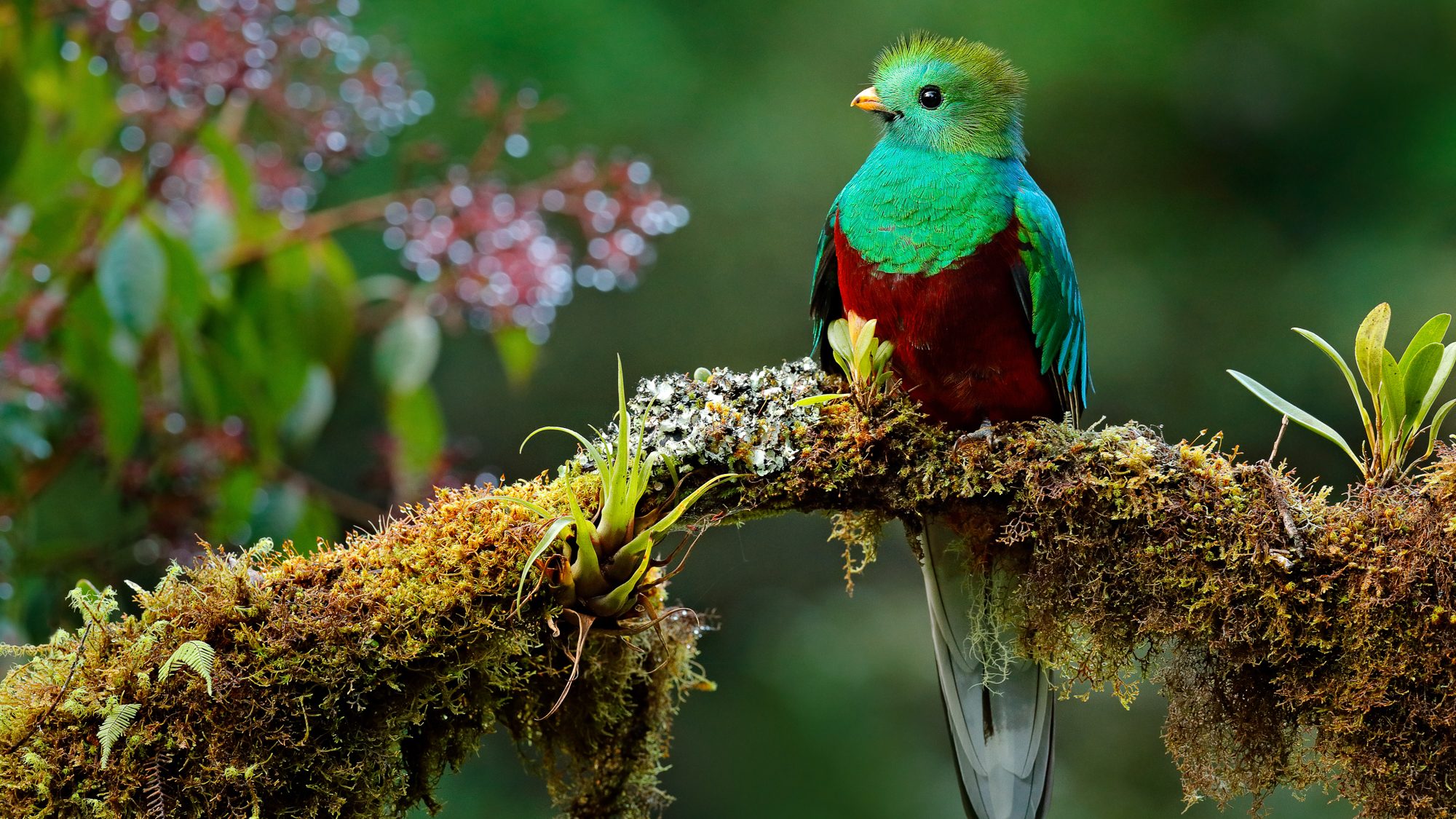 Monteverde Birdwatching and Hiking Tours