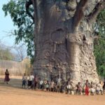 6000 baobab tree in Senegal