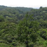 Monteverde Costa Ric a facts and curiosities