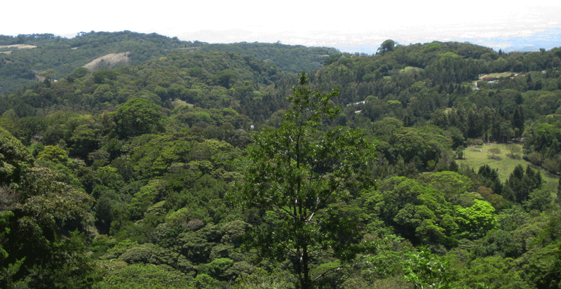 Monteverde Costa Ric a facts and curiosities