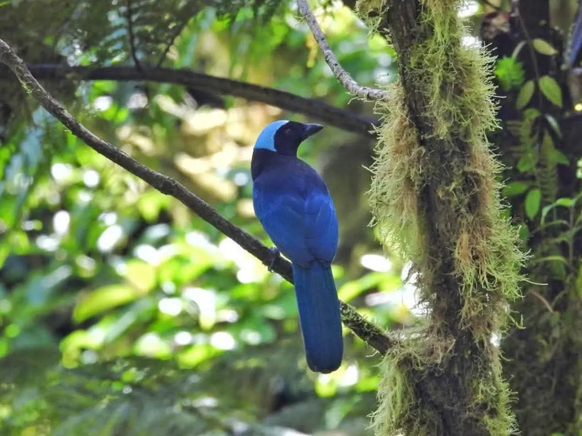Azure-Hooded Jay Monteverde Birdwatching