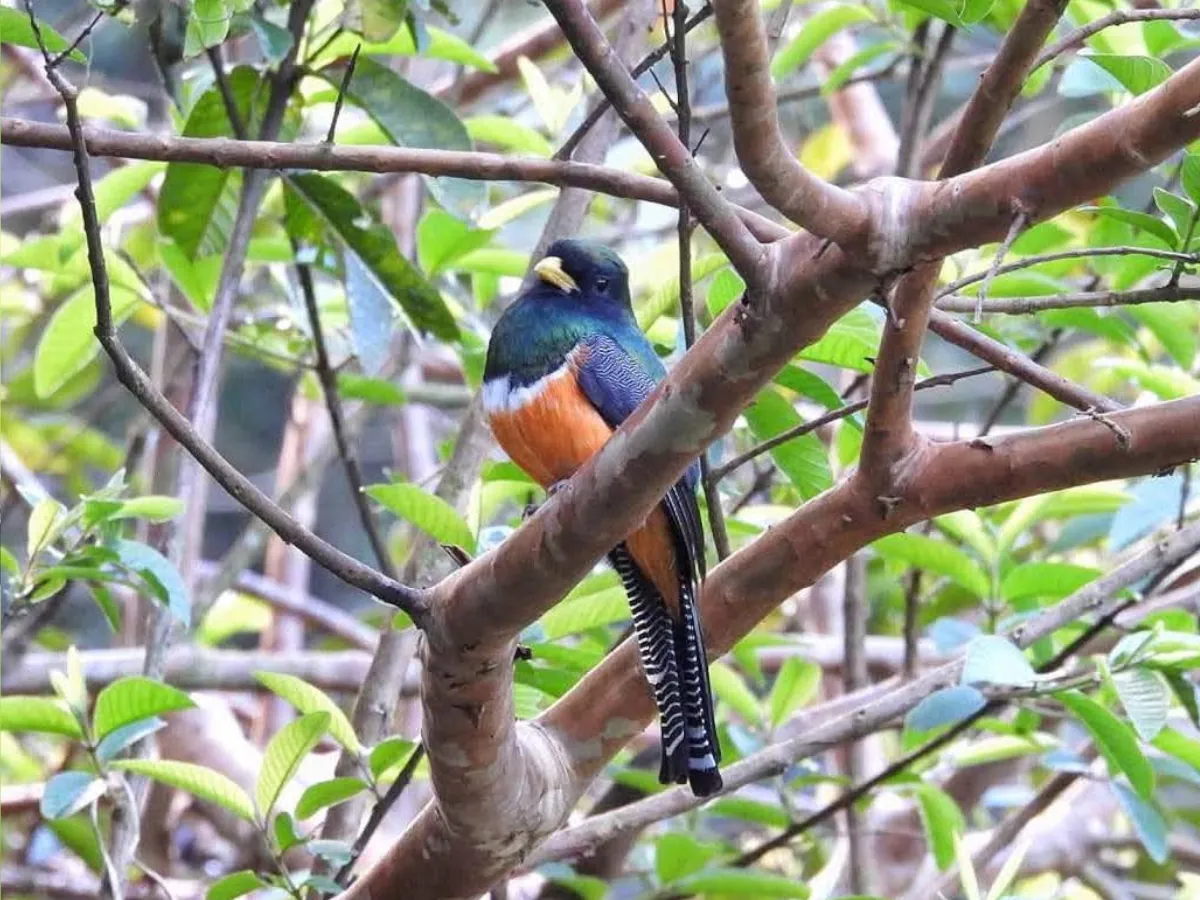 Collared Trogon Monteverde Birdwatching