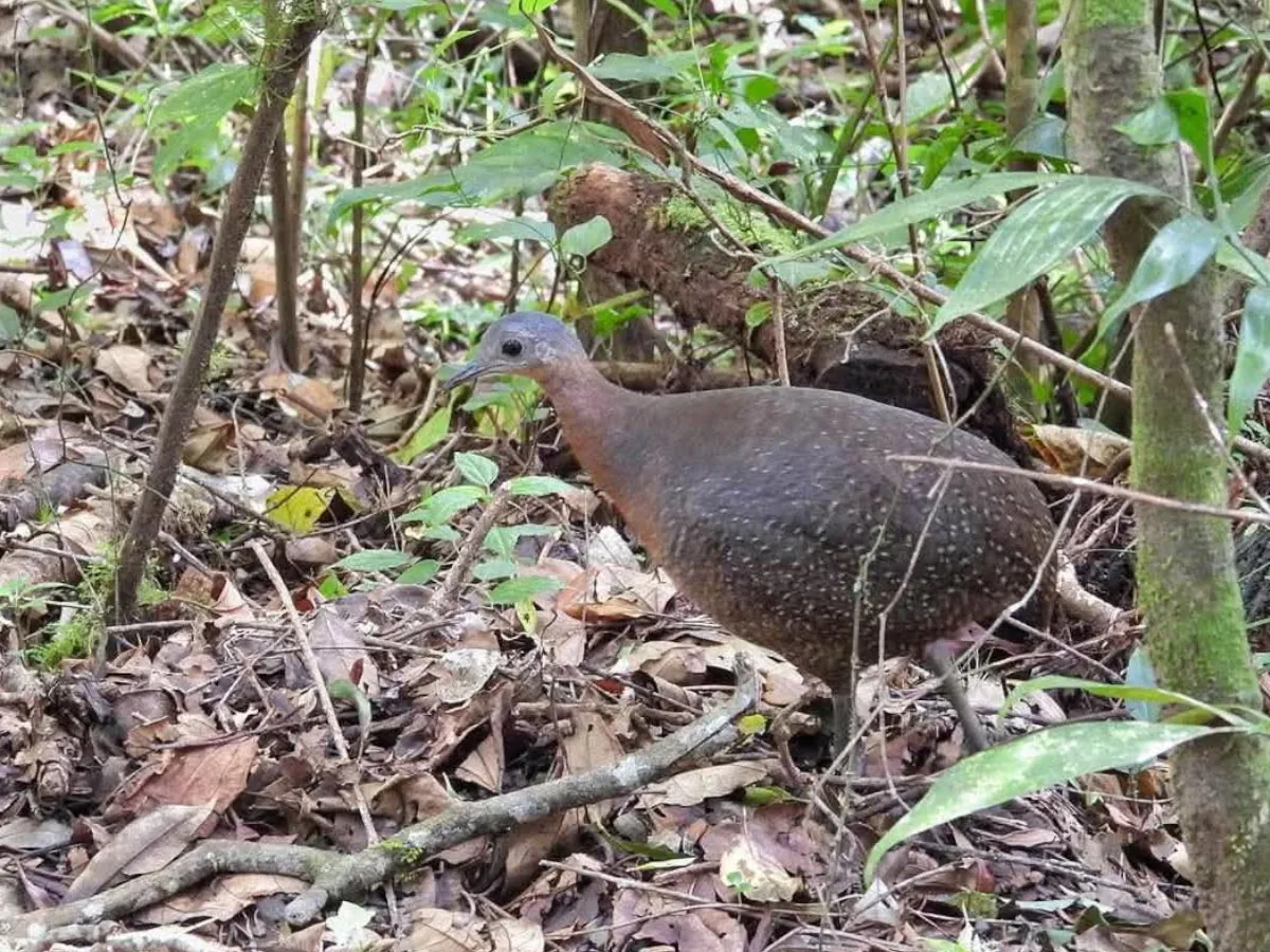 Highland Tinamou Monteverde Birdwatching