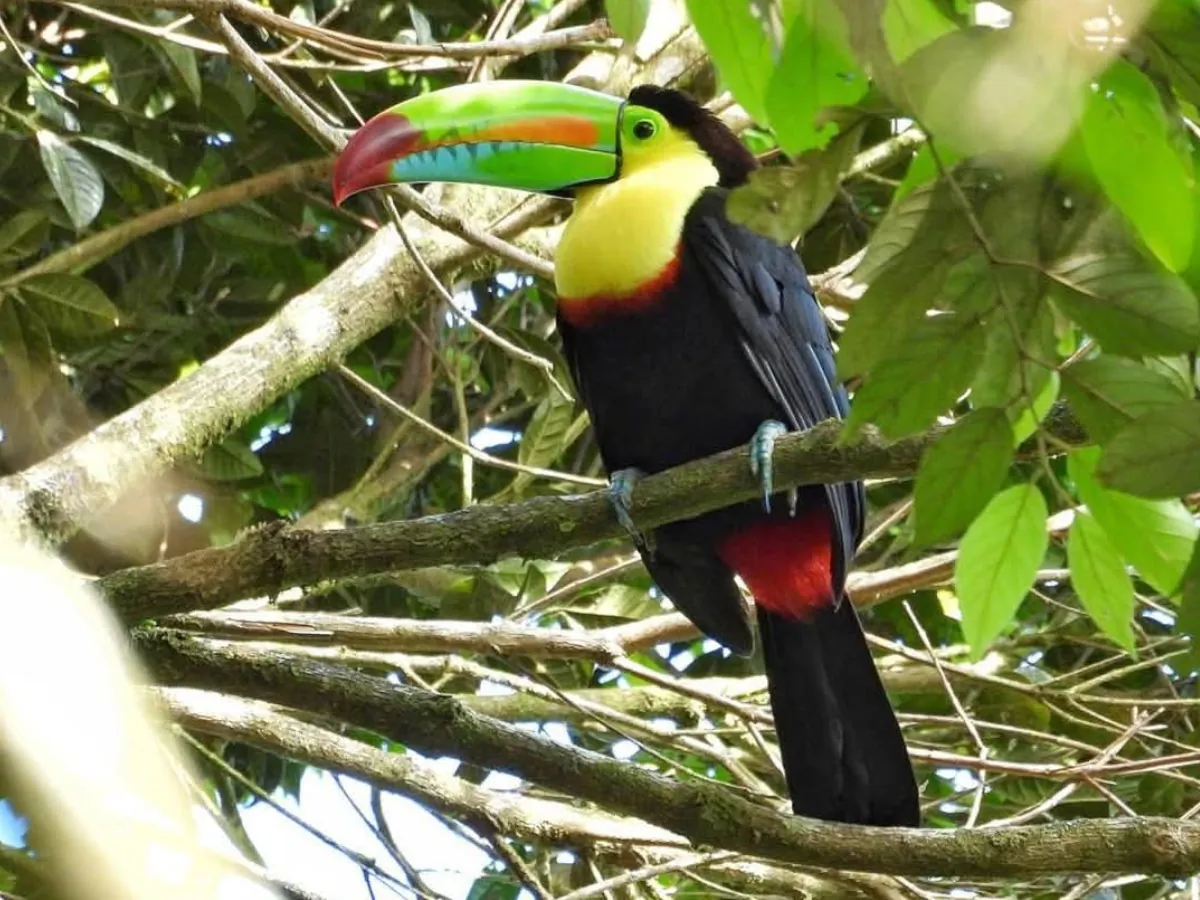 Keel-billed toucan Monteverde Birdwatching