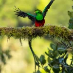 Monteverde Premium Birdwatching Tour