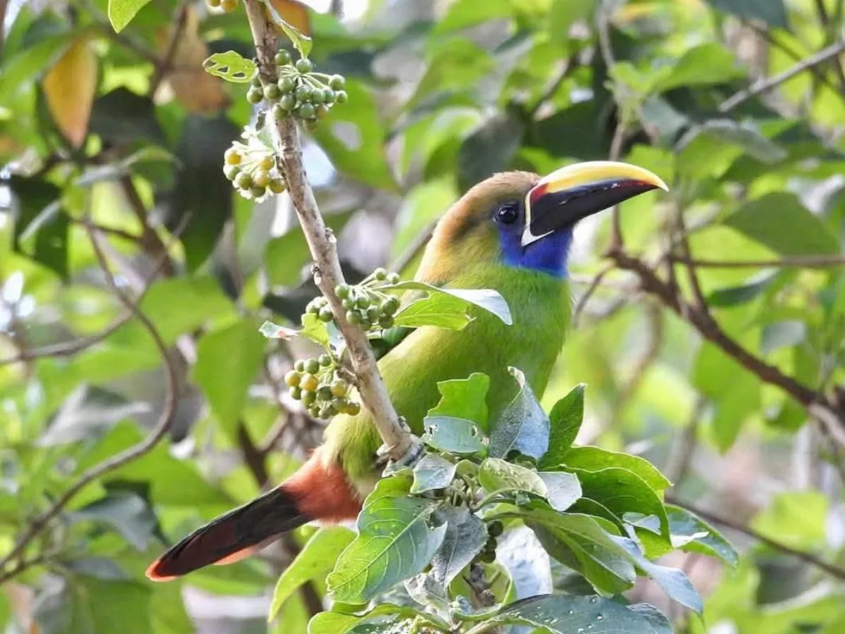 Northern Emerald-Toucanet Monteverde Birdwatching