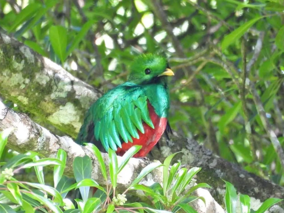Resplendent Quetzal Monteverde Birdwatching
