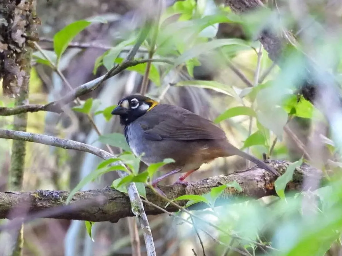 White-Eared Ground Sparrow Monteverde Birdwatching
