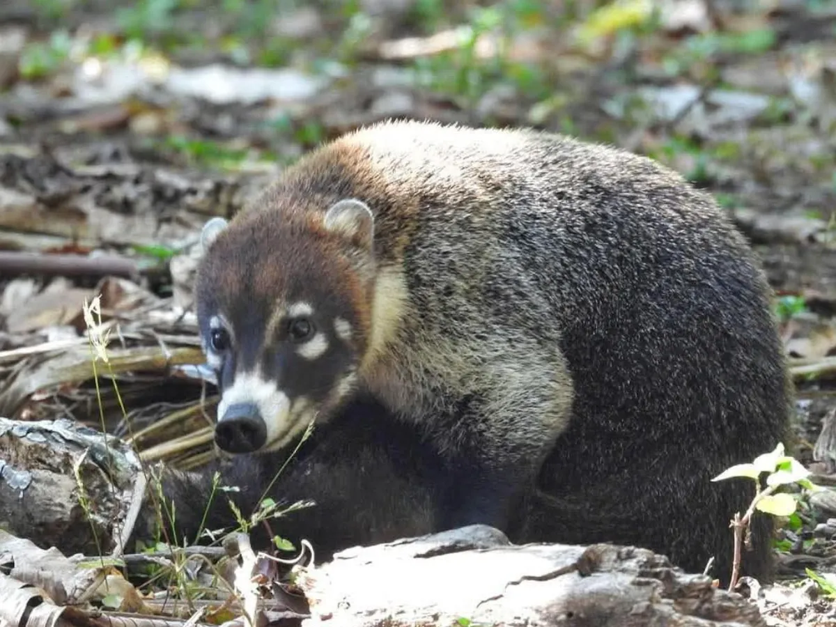 White-Nosed Coati Monteverde Birdwatching
