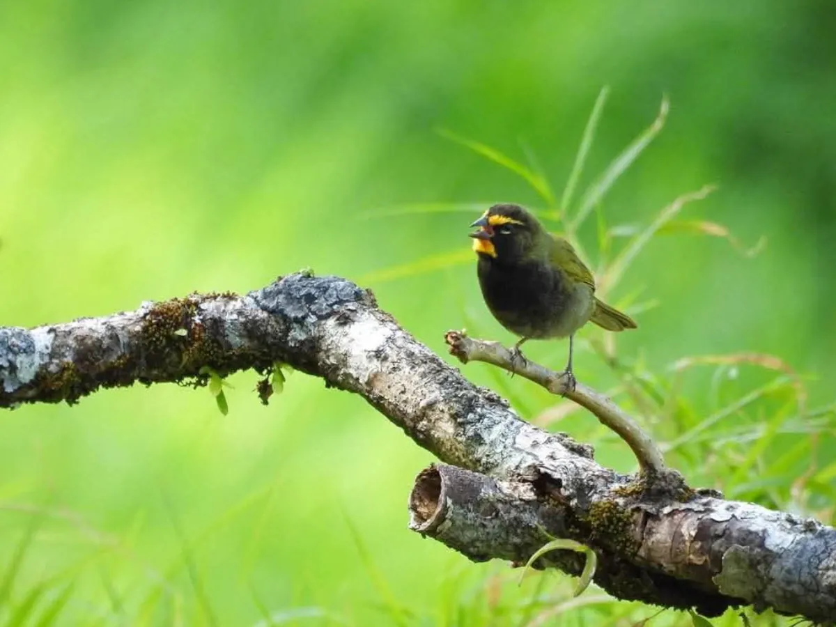 Yellow-faced Grassquit Monteverde Birdwatching