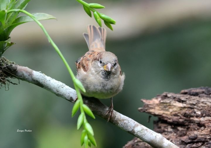 House Sparrow (Passer domesticus) – Gorrión Común in Monteverde Natural History Walk