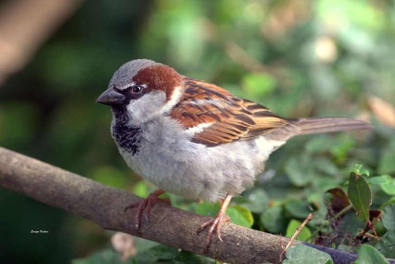 House Sparrow (Passer domesticus) – Gorrión Común in Monteverde Tours