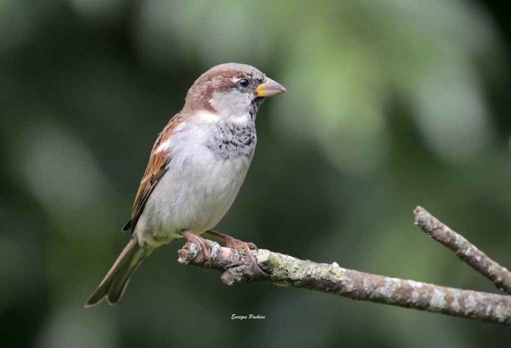 House Sparrow (Passer domesticus) – Gorrión Común in Monteverde birdwatching