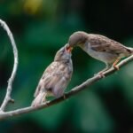 House Sparrow (Passer domesticus) – Gorrión Común in Monteverde, Costa Rica