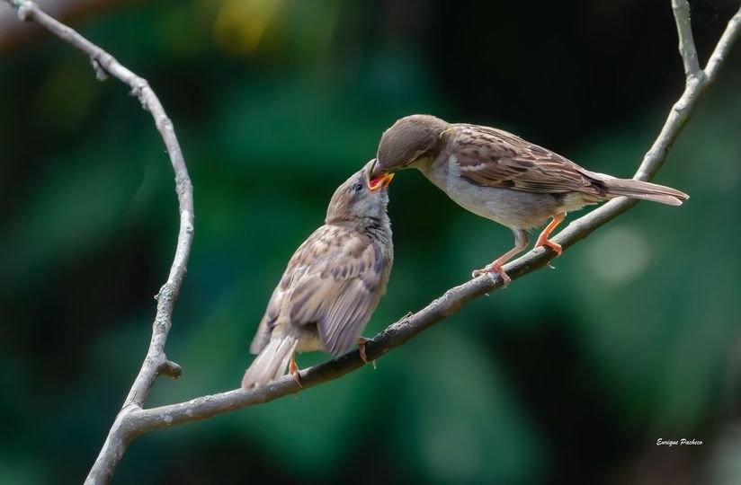 House Sparrow (Passer domesticus) – Gorrión Común in Monteverde, Costa Rica
