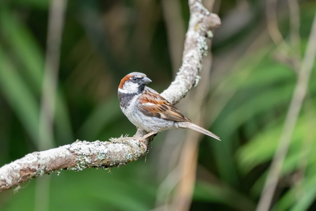 House Sparrow (Passer domesticus) – Gorrión Común in Monteverde Nature Tours