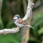 House Sparrow (Passer domesticus) – Gorrión Común in Monteverde Nature Tours