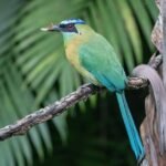 Lesson´s Motmot Monteverde Birdwatching