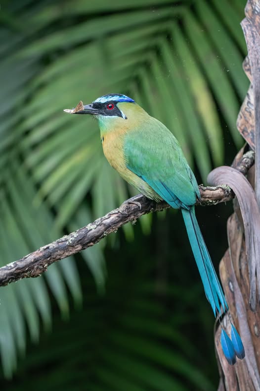 Lesson´s Motmot Monteverde Birdwatching