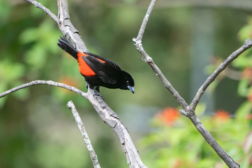 Scarlet-rumped Tanager Monteverde Birdwatching Scarlet-rumped Tanager Monteverde Costa Rica