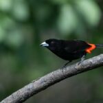 Monteverde Birdwatching Tour