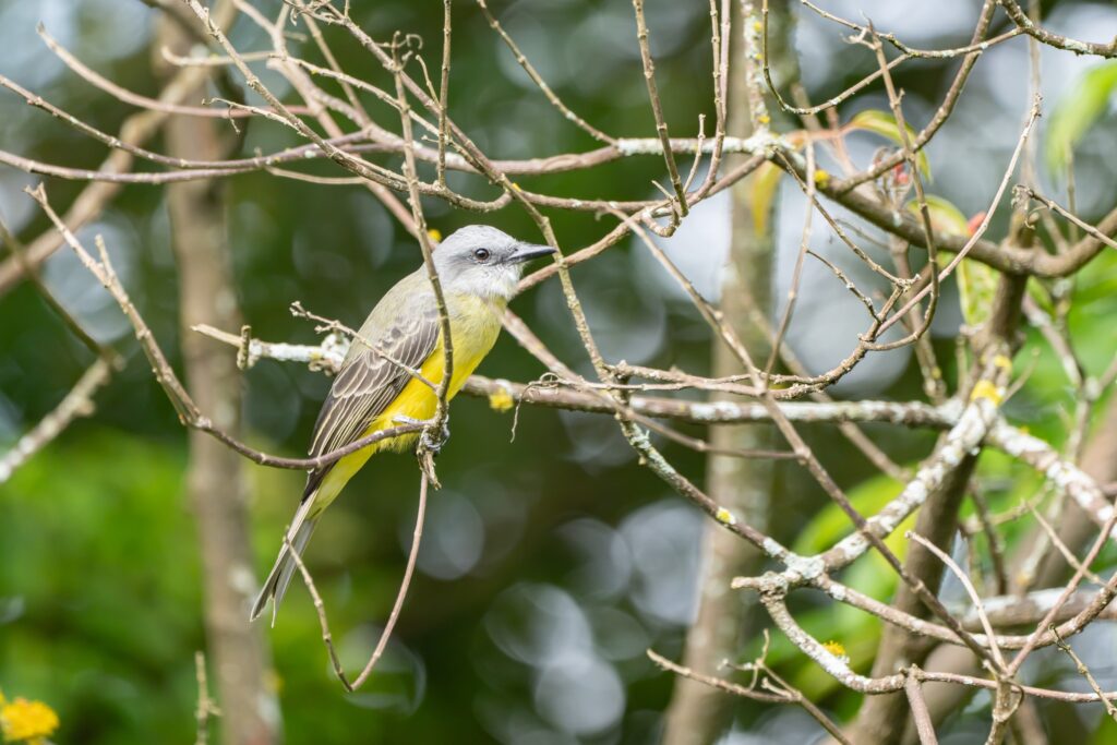 Tropical Kingbird (Tyrannus melancholicus) perched on a branch in Monteverde cloud forest, Costa Rica, bright yellow belly and olive-green back visible, part of a Monteverde birdwatching tour.