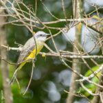 Tropical Kingbird (Tyrannus melancholicus) perched on a branch in Monteverde cloud forest, Costa Rica, bright yellow belly and olive-green back visible, part of a Monteverde birdwatching tour.