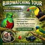 Premium Birdwatching Tour Monteverde, Costa Rica
