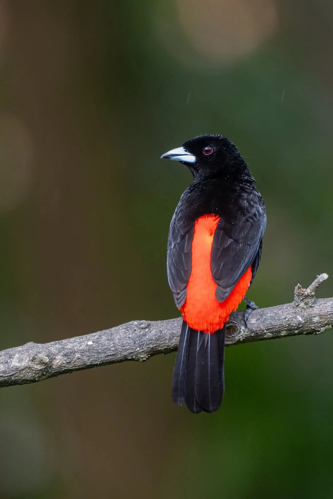 Scarlet-rumped Tanager TANGARA LOMIESCARLATA (Ramphocelus passerinii) Scarlet-rumped Tanager
AKA: Sargento, Sangre de Toro
Monteverde Birdwatching Tour